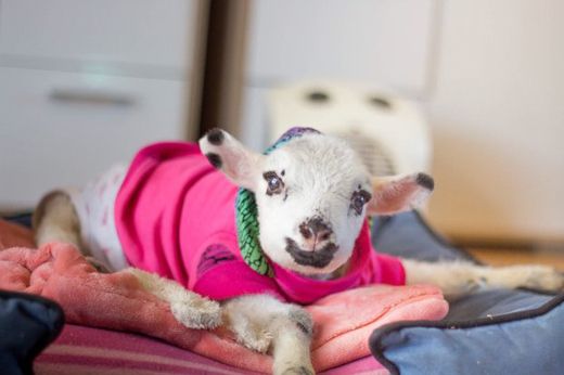 lamb 